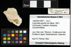 Foto (Objekt + Etiketten) von Eodromites grandis (von Meyer, 1857) 